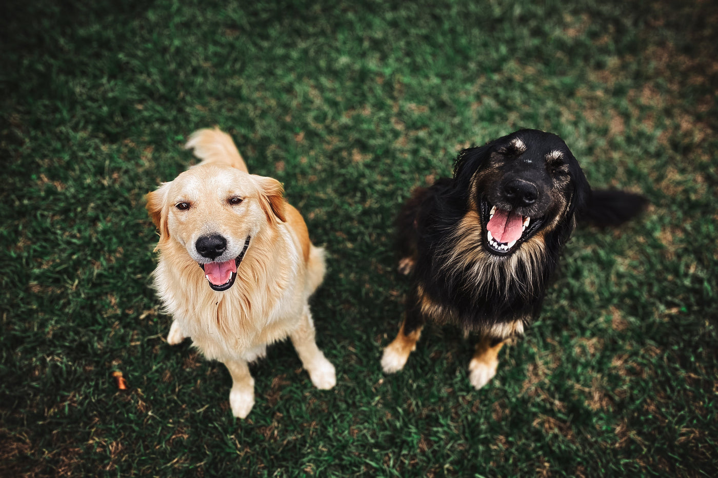Do Dogs Have Emotions? An Examination of Canine Sentience