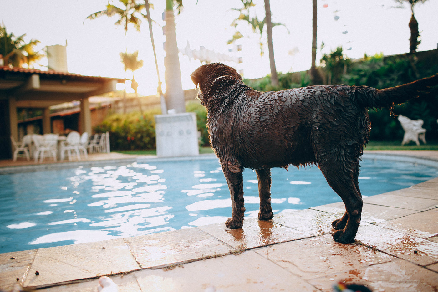 Dog by the pool, the buddy system
