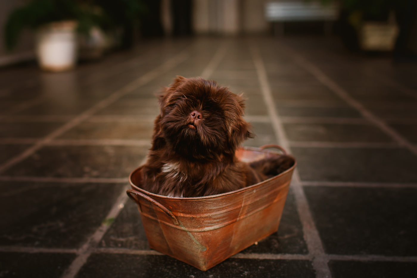 The Importance of Pet Hygiene: A Guide to a Happier, Healthier Pet
