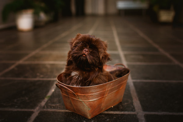The Importance of Pet Hygiene: A Guide to a Happier, Healthier Pet