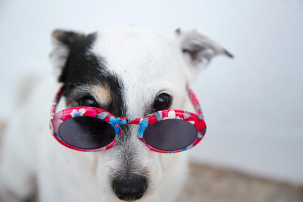 Why Does My Dog Do That? A Look at Their Funniest (and Strangest) Habits