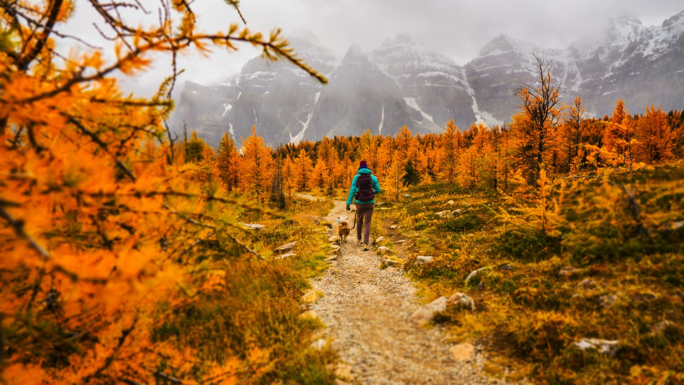 Exploring the Outdoors with Your Dog: Hiking and Adventure Tips