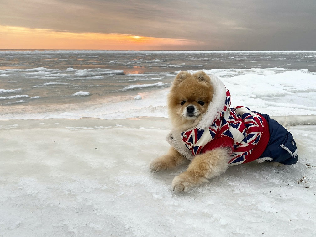 How To Keep Your Dog Warm During Winter Walks