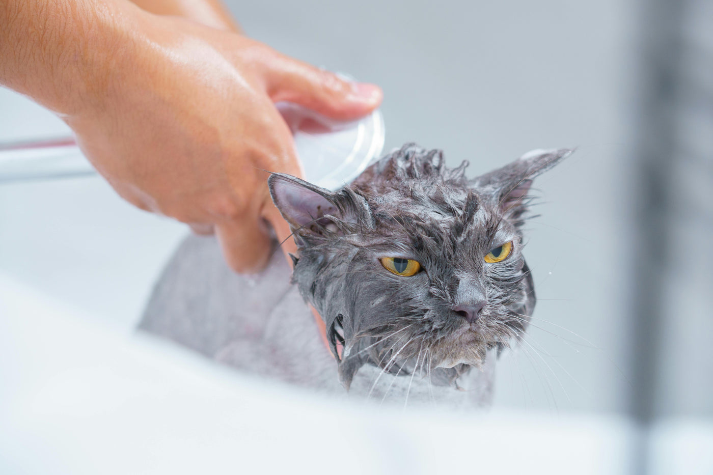 Brushing vs. Bathing: Which is Better for Keeping Your Cat’s Coat Healthy?