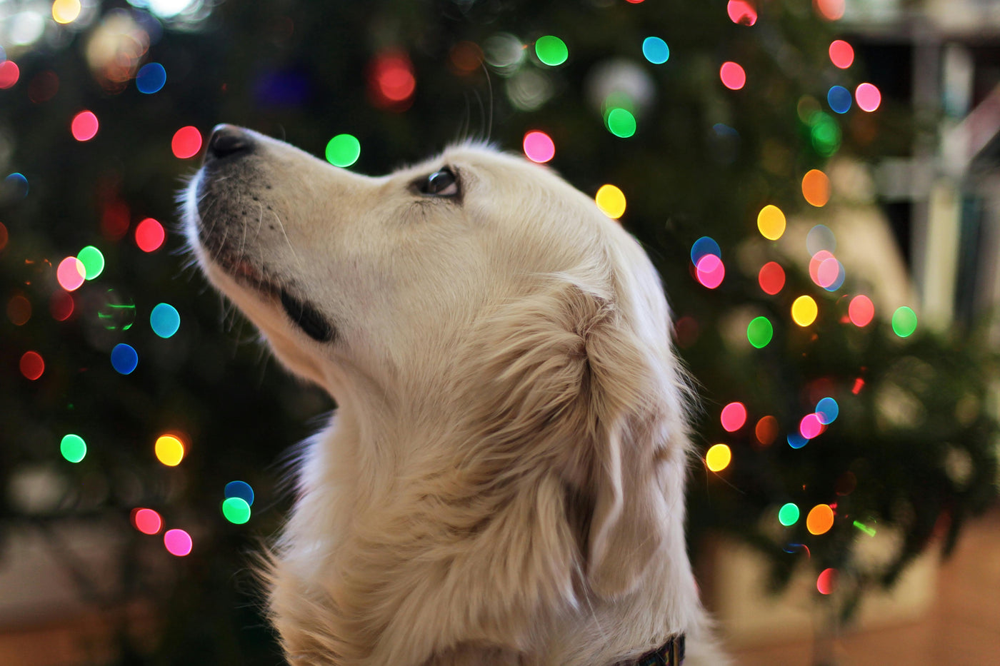 dog in front of christmas tree with sparkling lights