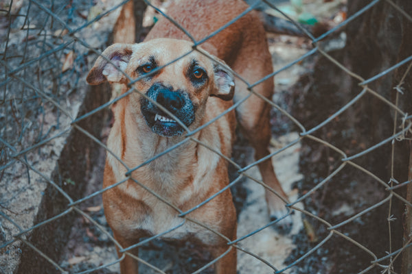 The Essential Guide to Treating Your Dog's Anxiety at Home