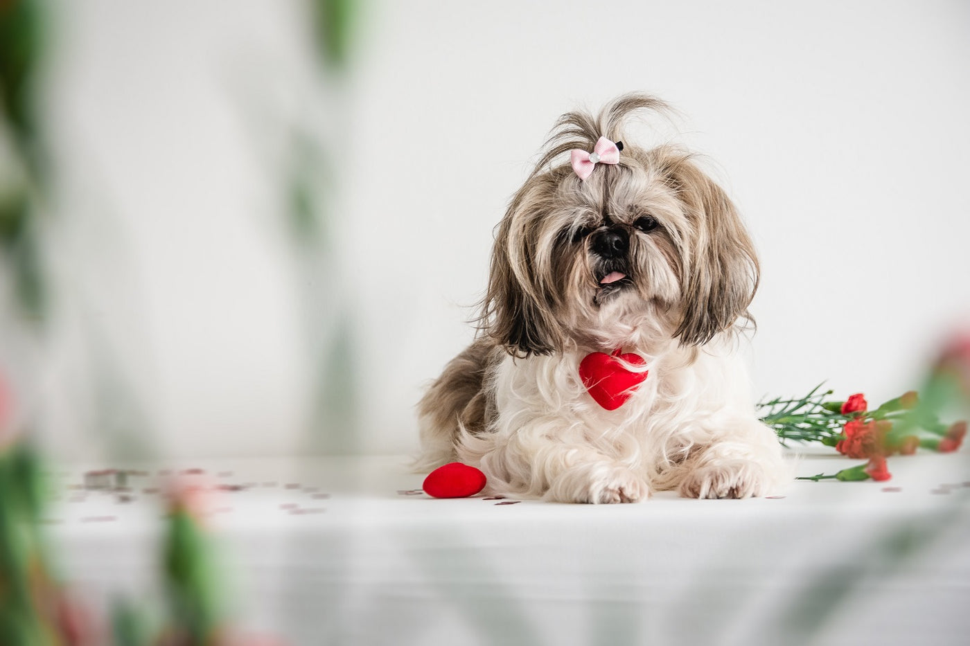 How to Celebrate Valentine's Day With Your Dog
