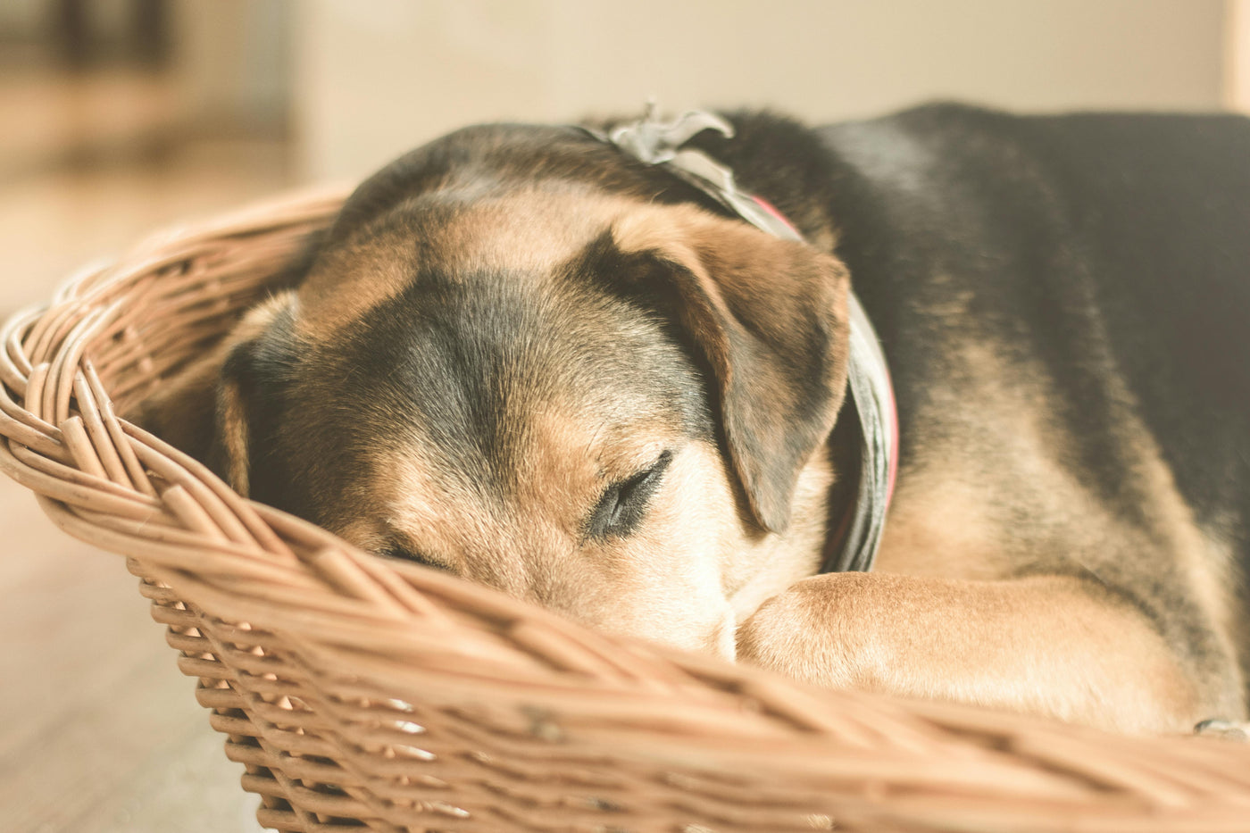 Can Dogs Get Burnout? Understanding Canine Exhaustion and How to Help