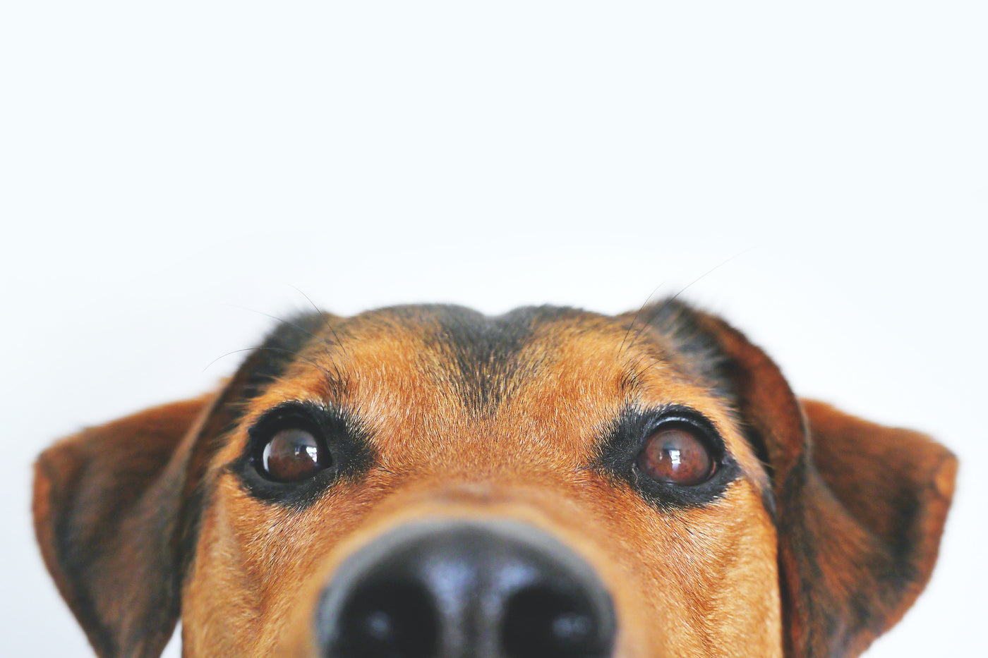 40 Funny Quotes About Pets That Every Pet Owner Will Relate To