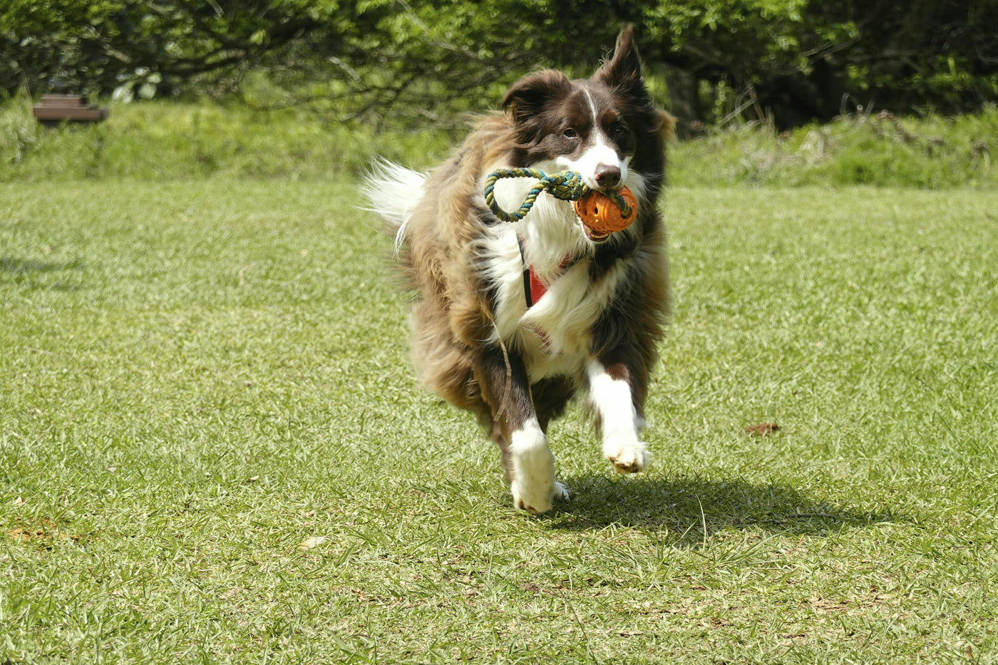 Can You Boost Your Dog’s Intelligence? Training Tips for a Smarter Pup