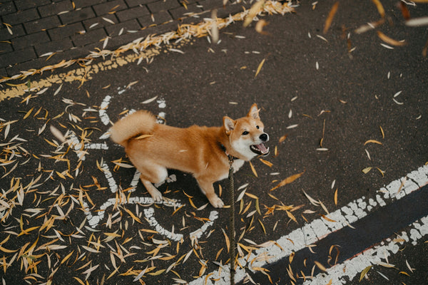 What is the #1 Trick to Stop Your Dog from Pulling on the Leash?