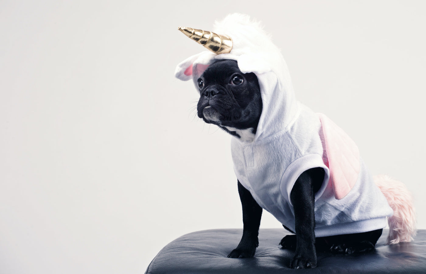 Making the Holiday Season Enjoyable for Your Pets