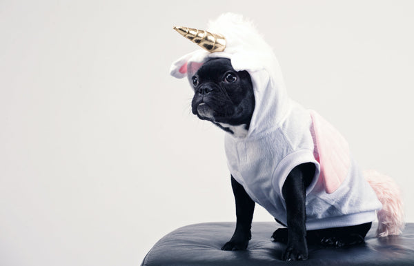 Making the Holiday Season Enjoyable for Your Pets