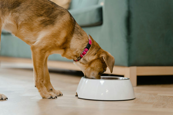 What’s the Best Food for Dogs? A Pet Parent’s Guide to Choosing Wisely