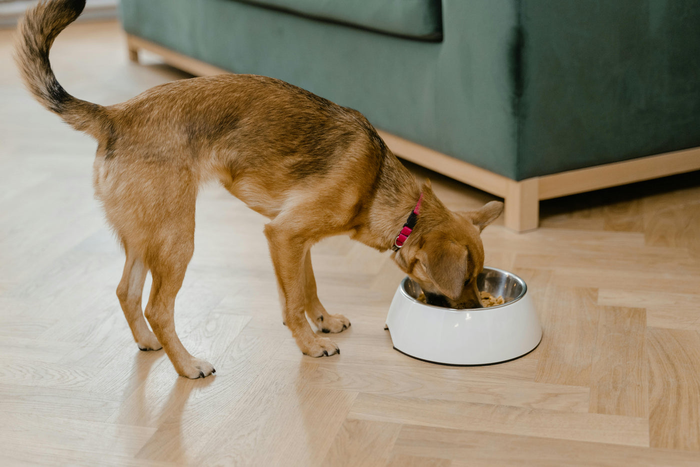 What Really Makes Us Pick Our Dog’s Kibble? A Peek Into Pet Owners’ Choices