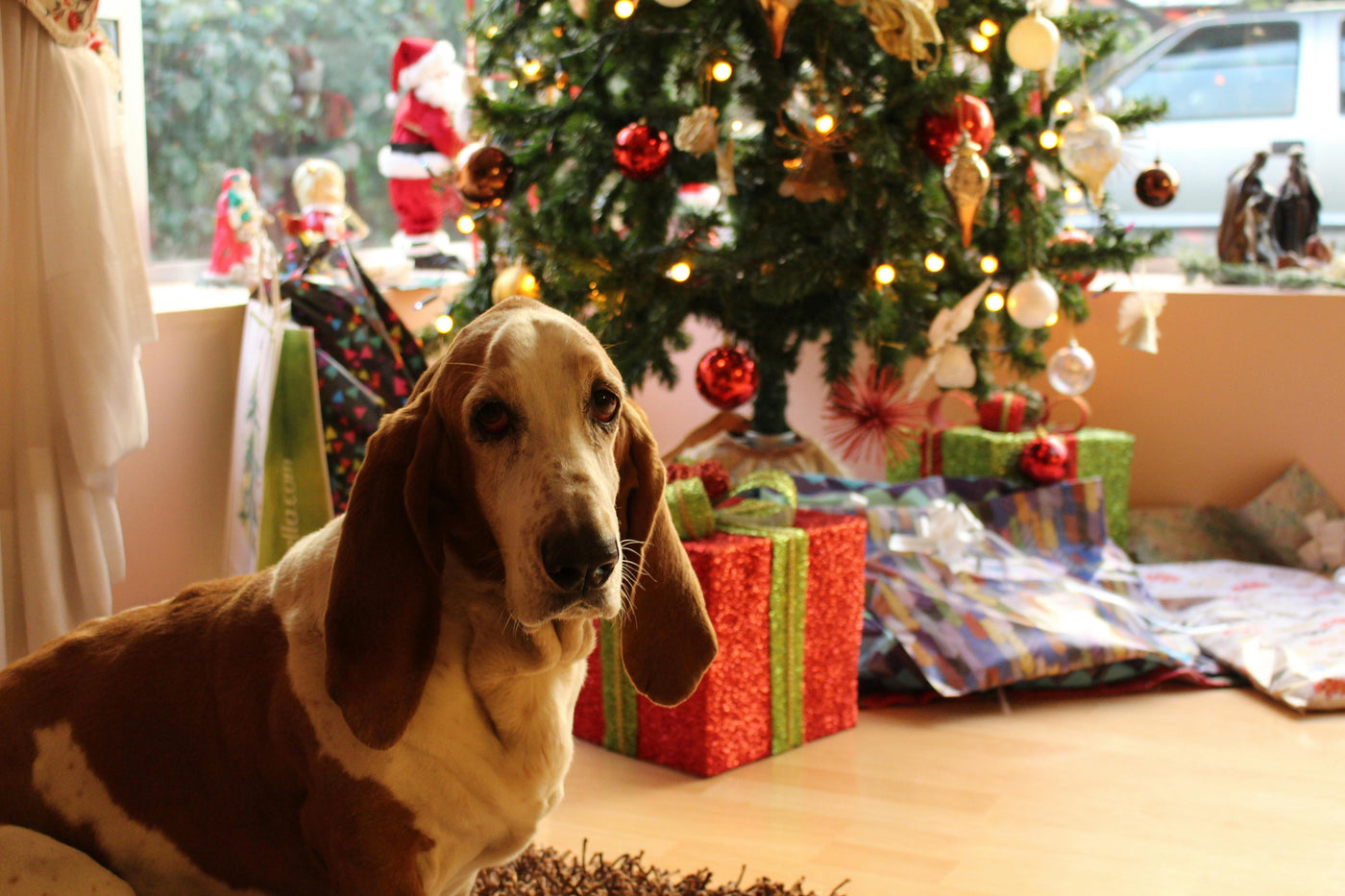 Holiday Gift Ideas for Your Dog: Spoil Your Furry Friend This Season
