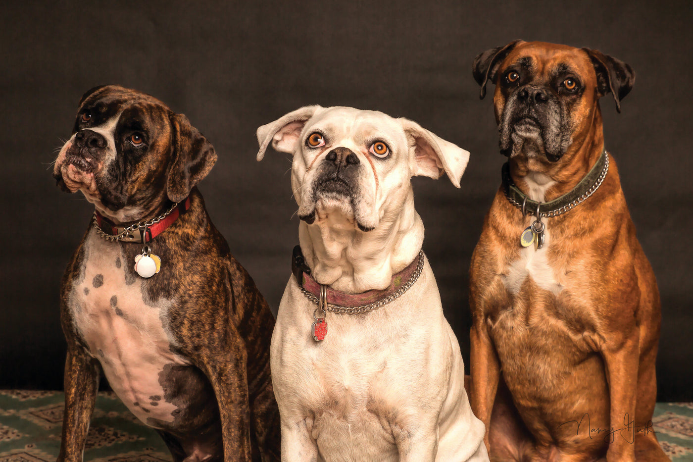 Decoding Pet Behavior: Understanding What Your Pet is Trying to Tell You
