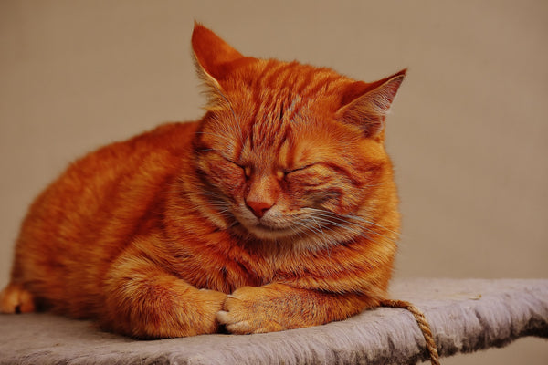 Easy Steps on How To Get Rid of Cat Mats