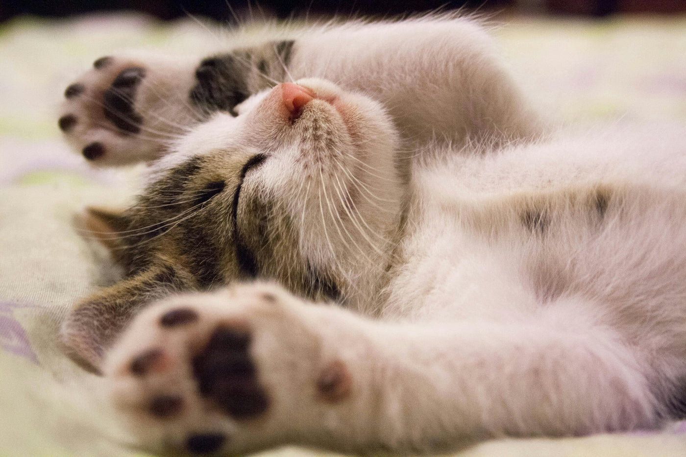Indoor vs. Outdoor Cats: How Lifestyle Choices Affect Care, Interaction, and Welfare