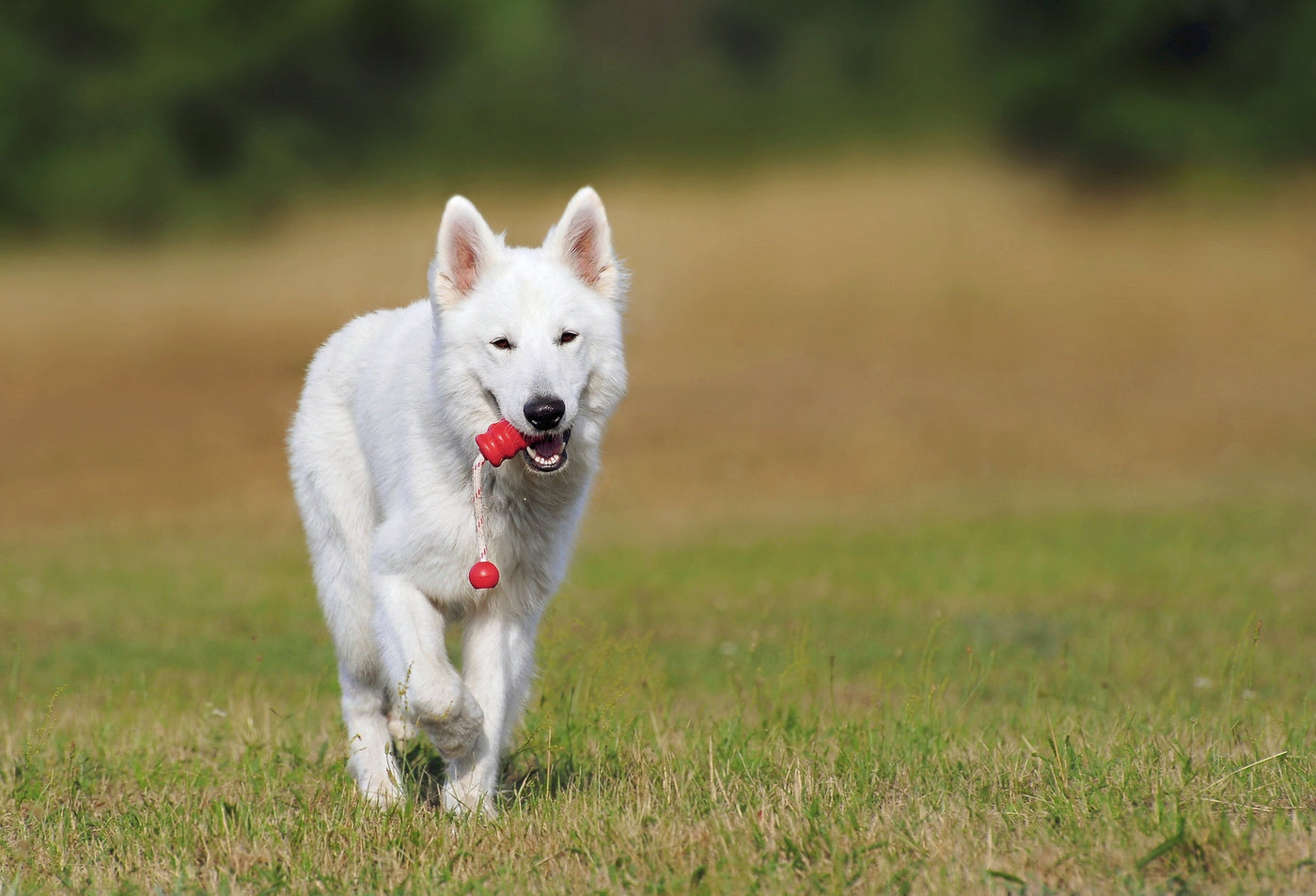 Planning a Year of Fun and Engaging Activities for Your Dog