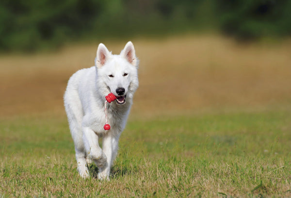 Planning a Year of Fun and Engaging Activities for Your Dog