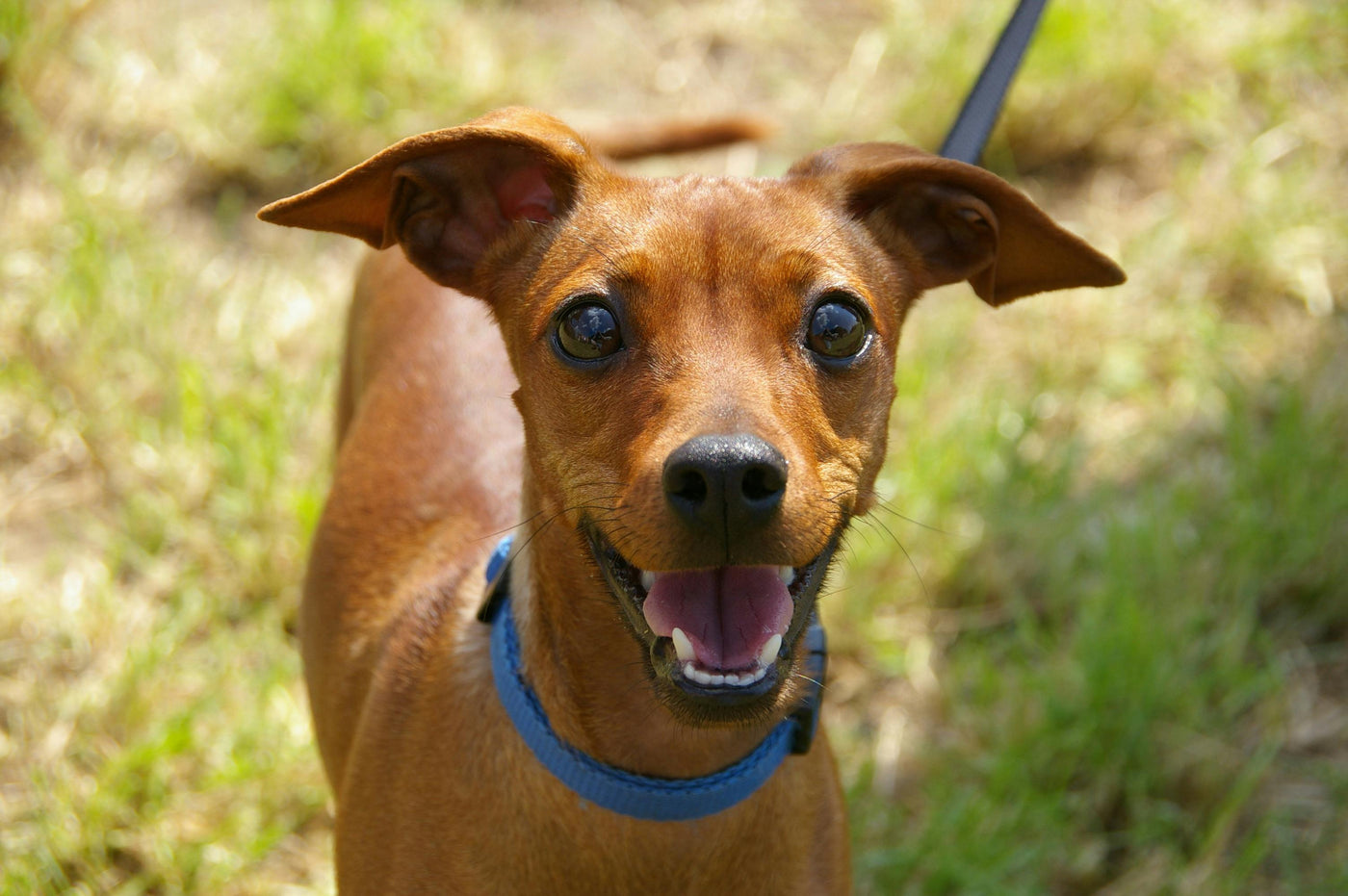 dog on leash smiling