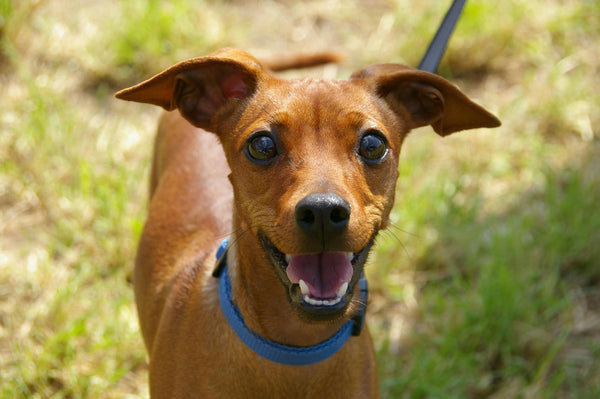 dog on leash smiling