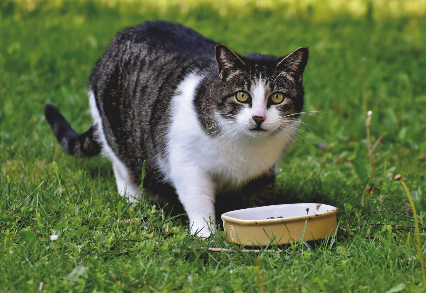 Feeding Cats: Should You Let Them Eat Until They're Full?