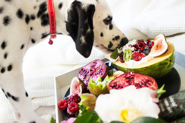 dalmatian dog eating fruits