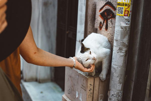 Are You Next? How to Prepare for the Cat Distribution System to Strike