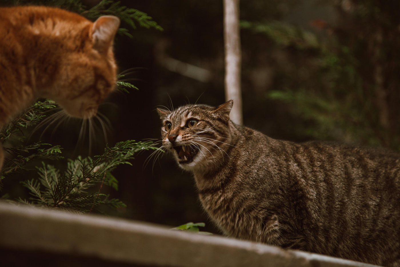 Help! My Cats Don’t Get Along: Tips to Reduce Tension and Create a Peaceful Home