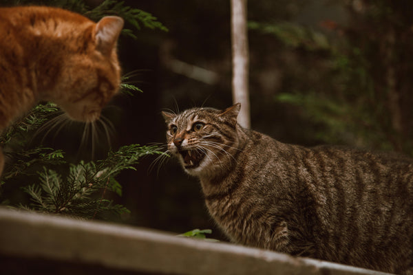 Help! My Cats Don’t Get Along: Tips to Reduce Tension and Create a Peaceful Home