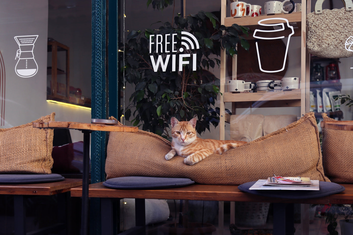 Top 10 Cat Cafés in the USA