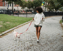 How to Build a Consistent Dog Walking Routine (Even on Busy Days)