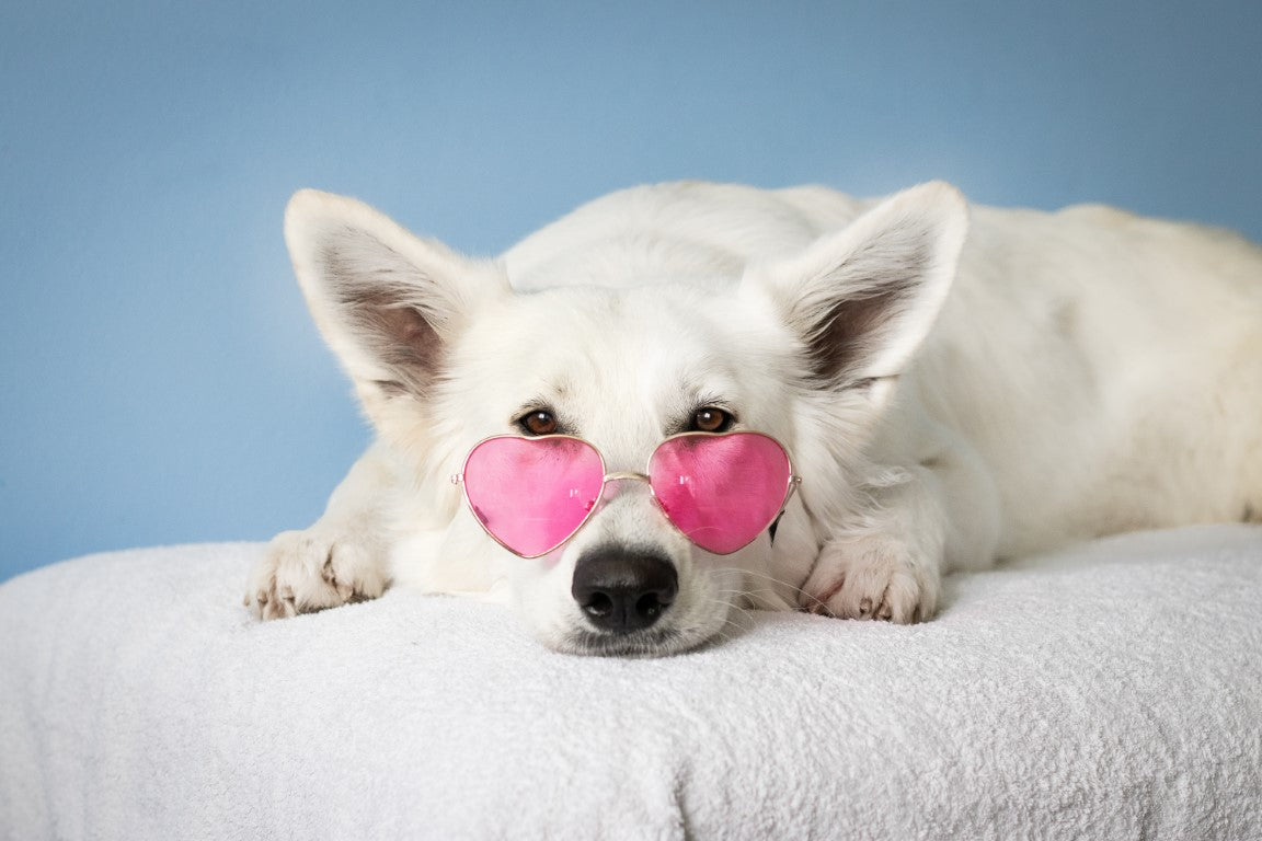 50 Best Dog Quotes for Every Dog Lover