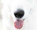 Scentwork vs Obedience Training: Which Is Better for Your Dog’s Well-Being?