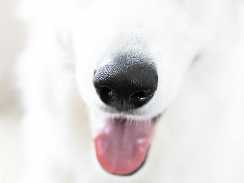 Scentwork vs Obedience Training: Which Is Better for Your Dog’s Well-Being?