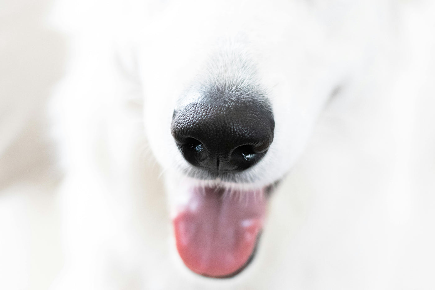 Scentwork vs Obedience Training: Which Is Better for Your Dog’s Well-Being?