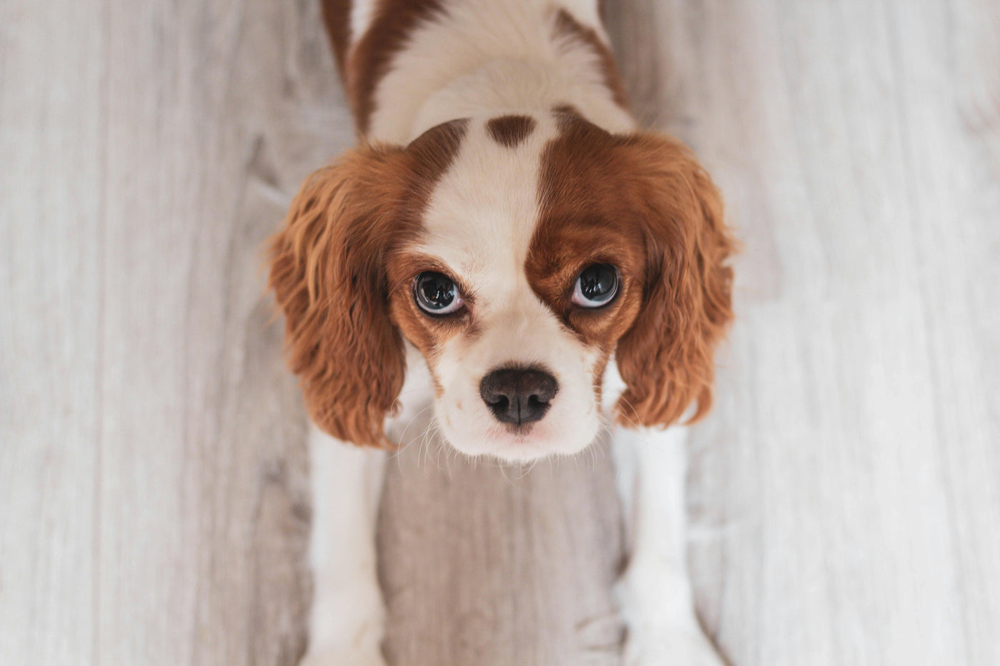 The World Through Their Eyes: Understanding How Different Pets Perceive Their Environment