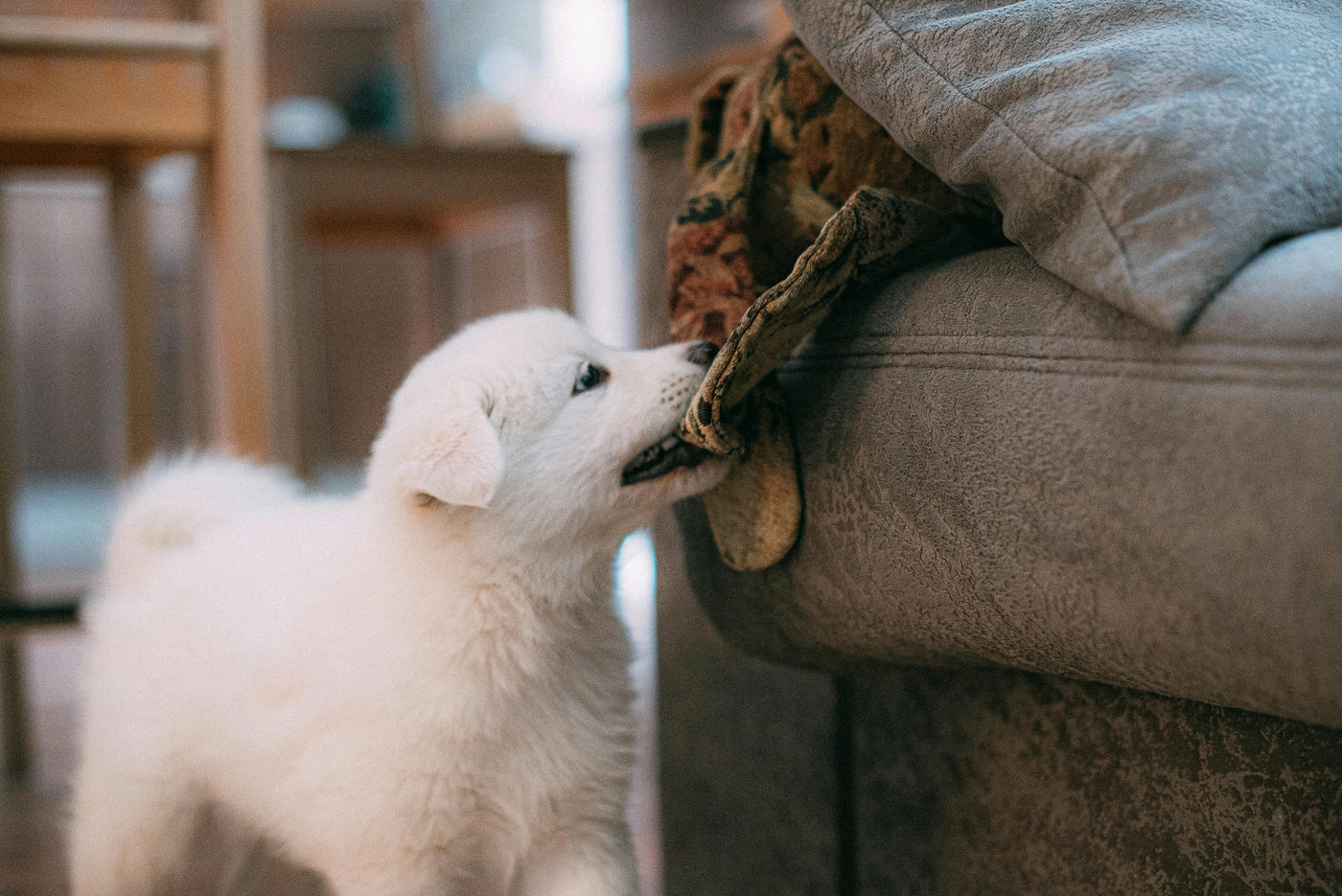How to Keep Your Dog Happy and Safe While You're at Work: Tips & Tricks