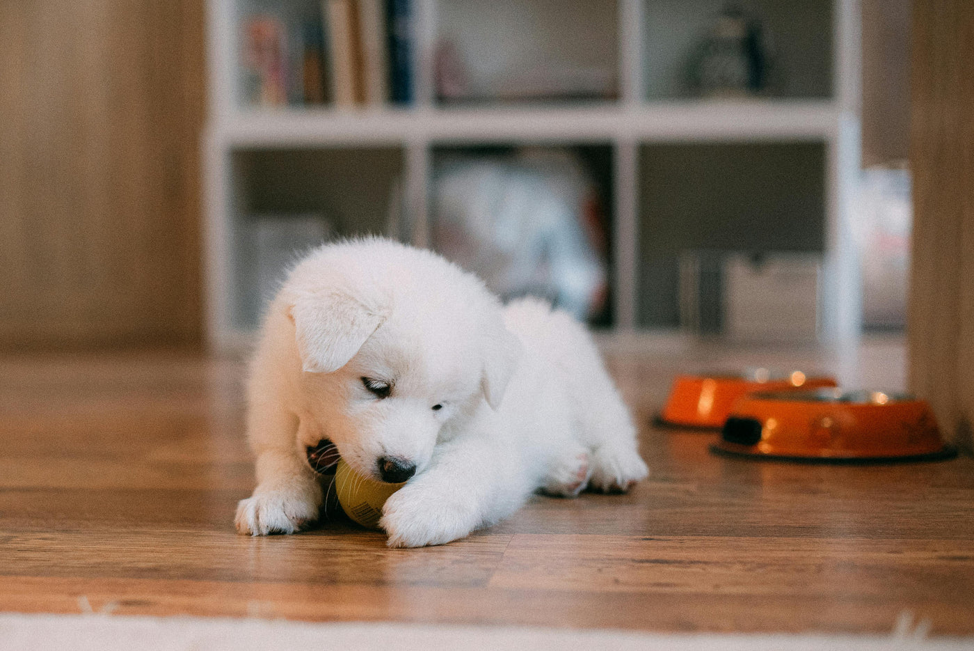 Keeping Your Dog Happy and Sharp: Fun Indoor Activities