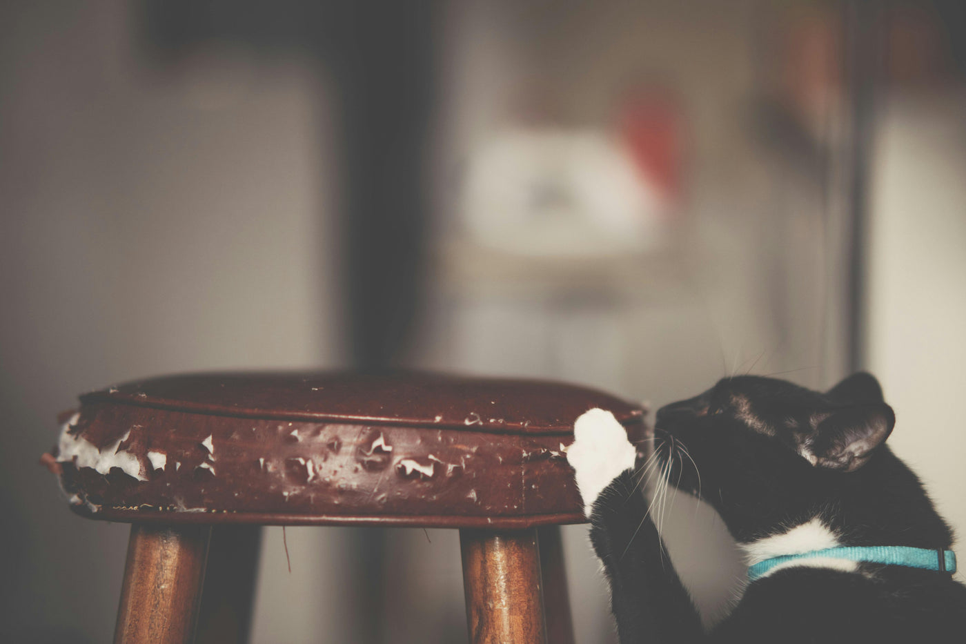 How to Prevent Cats from Scratching Furniture: Effective Tips and Solutions