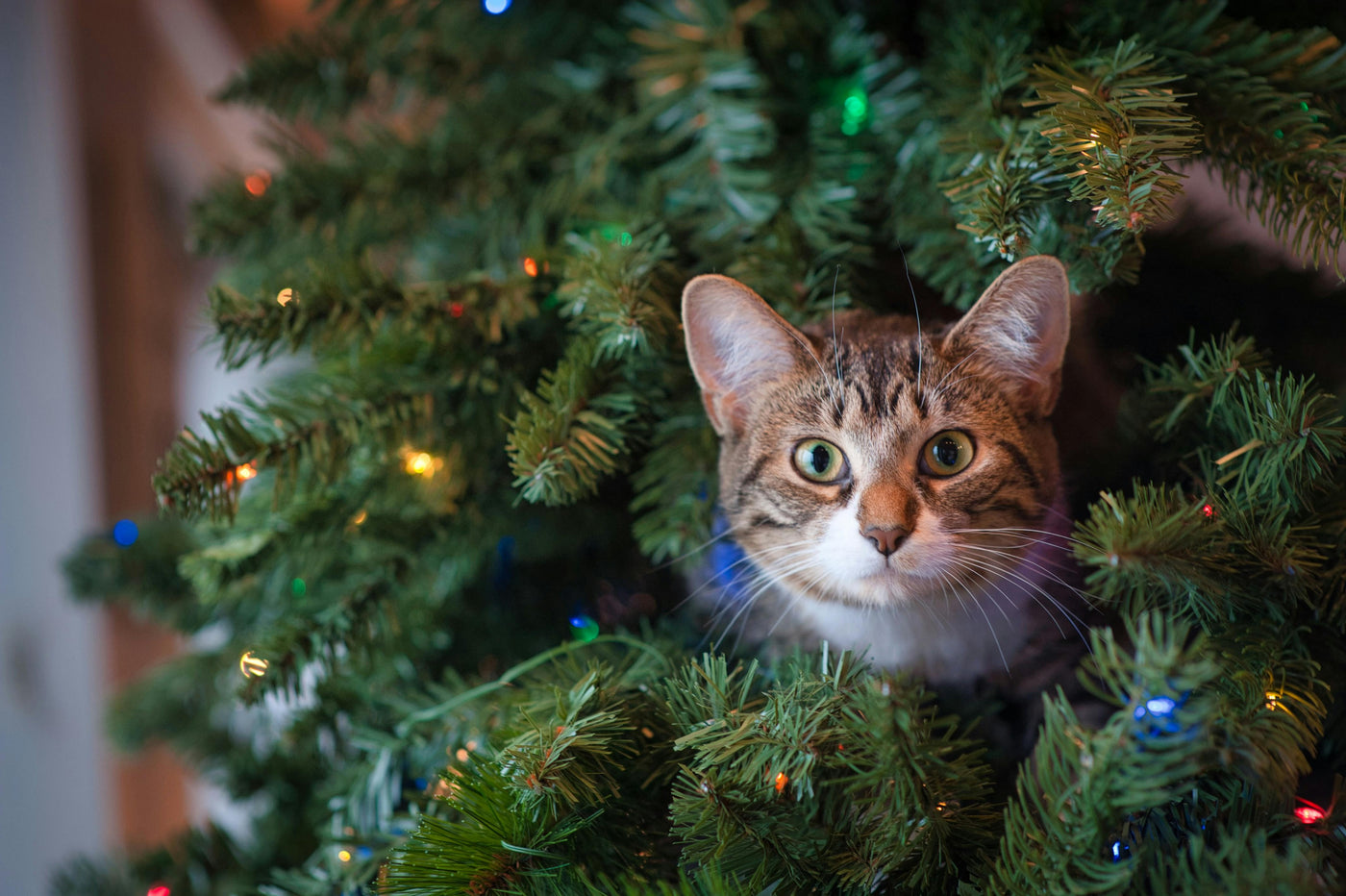 Cats vs. Christmas Trees: How to Keep the Peace This Holiday Season