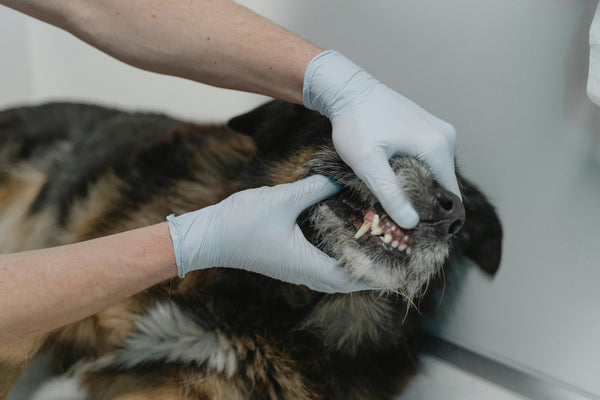 The Importance of Dog Dental Health: A Guide to Keeping Your Canine's Teeth Clean