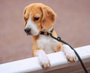 How to Walk Your Dog While Carrying Coffee, Groceries, or a Stroller