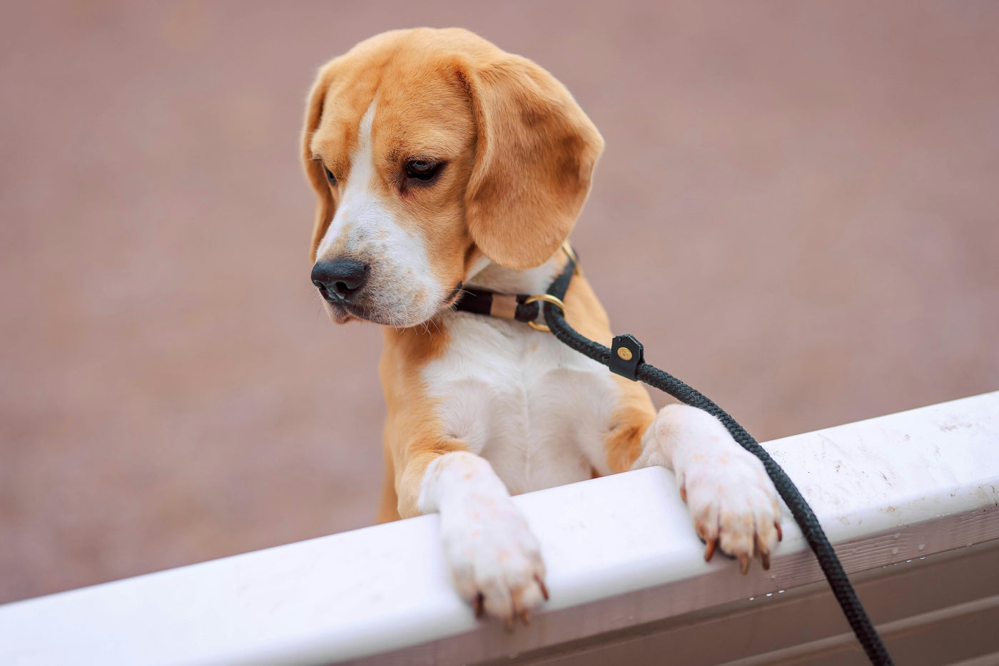 How to Walk Your Dog While Carrying Coffee, Groceries, or a Stroller