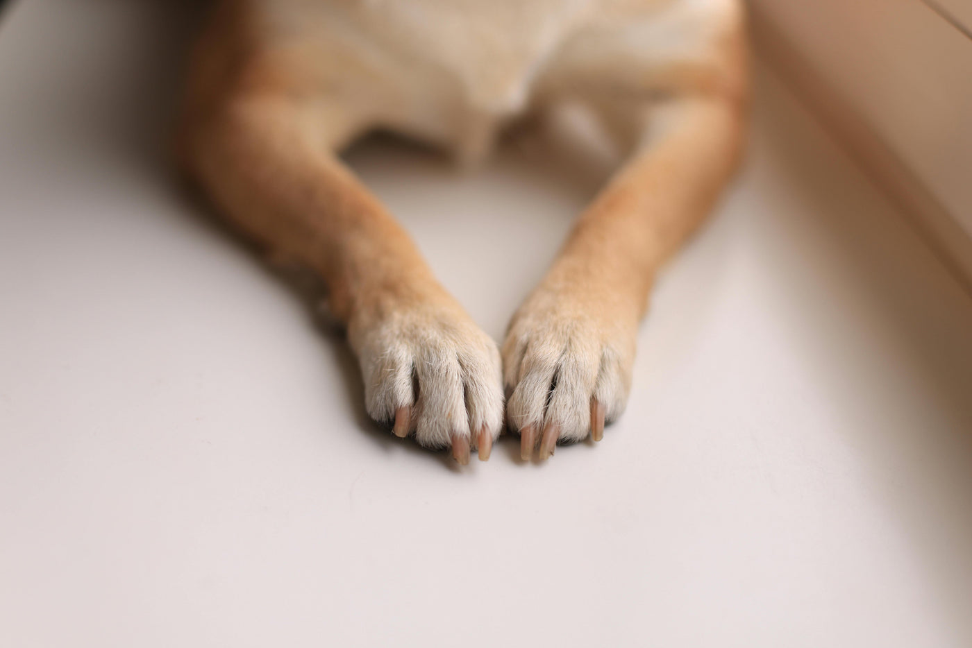 Why Trimming Your Dog’s Nails is Essential for Their Health