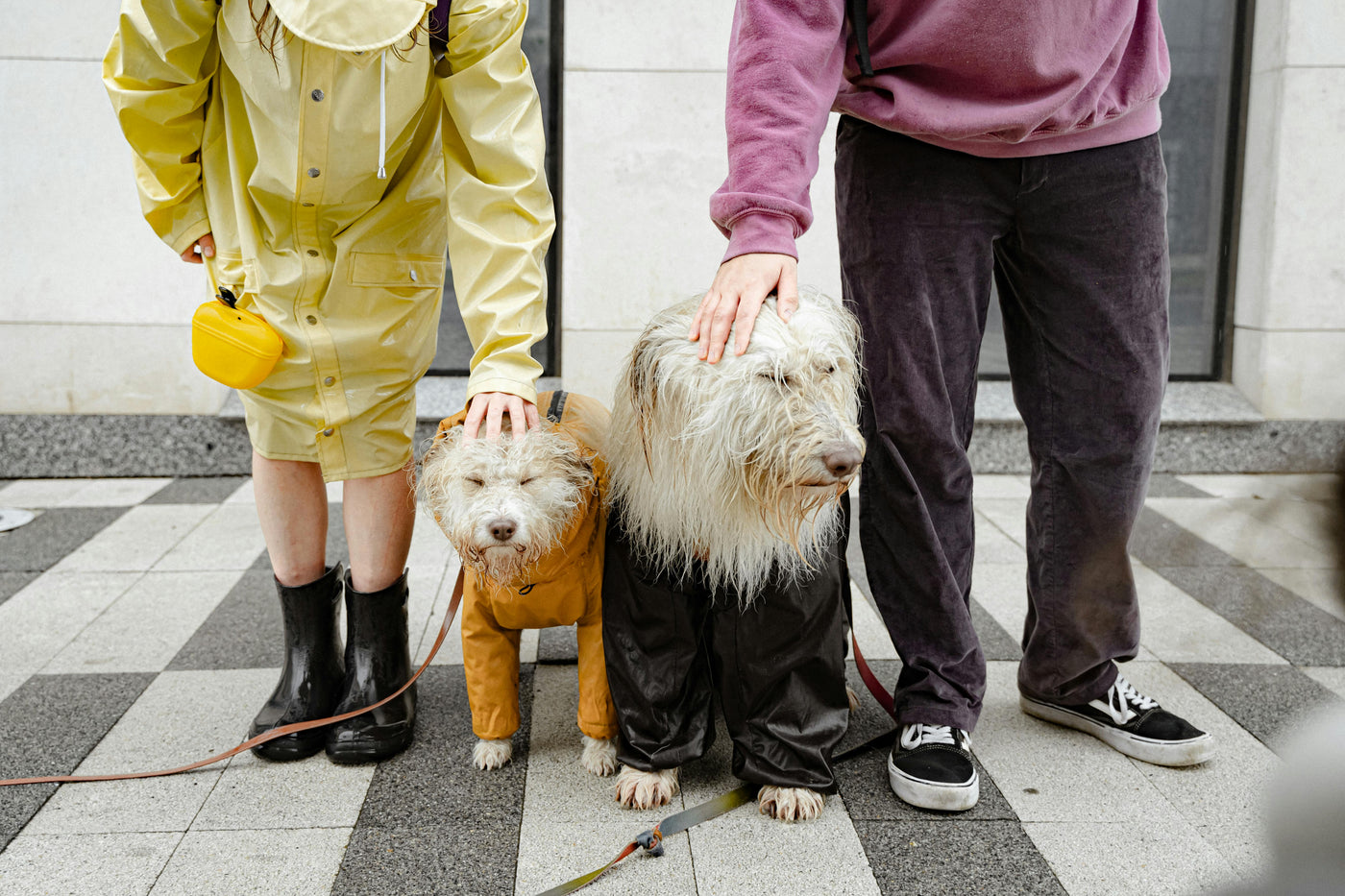 Neutering vs. Spaying: Understanding the Difference