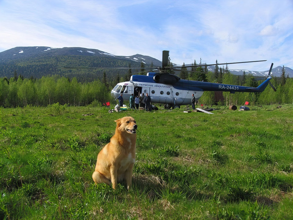 5 Tips For Flying With A Dog For The First Time