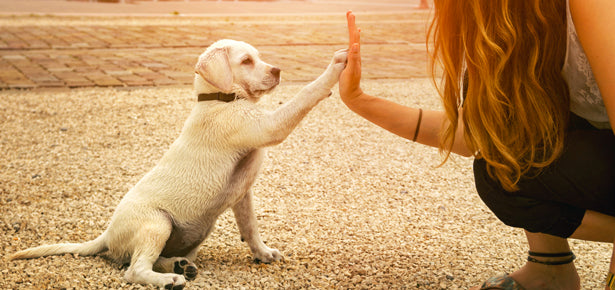 Surge in Dog Adoptions Means a Boost in Dog Training